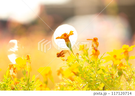 一重咲きのマリーゴールド 一重咲きのマリーゴールド 117120714