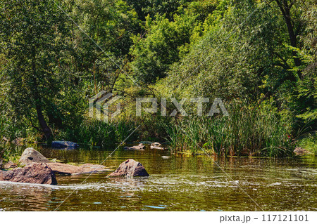 Flowing sunny rapid river with stones in green forest 117121101