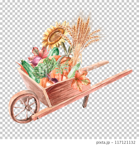 Wheelbarrow with pumpkin, wheat, sunflower, beet, zucchini, carrot. Watercolor illustration on the theme of harvest for agricultural exhibitions. Illustration isolated from the background. 117121132
