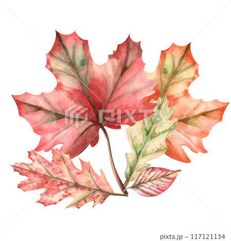 Bouquet of autumn leaves painted in watercolor. Illustration on the theme of autumn, for fairs, school holidays. Illustration isolated from the background. 117121134