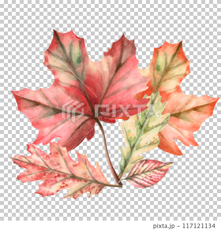 Bouquet of autumn leaves painted in watercolor. Illustration on the theme of autumn, for fairs, school holidays. Illustration isolated from the background. Bouquet of autumn leaves painted in watercolor. Illustration on the theme of autumn, for fairs, school holidays. Illustration isolated from the background. 117121134