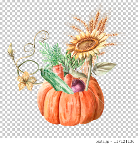 Composition of wheat, sunflower, zucchini, beetroot, carrot in a pumpkin painted with watercolors. Illustration on the theme of harvest, for fairs. Illustration isolated from the background. Composition of wheat, sunflower, zucchini, beetroot, carrot in a pumpkin painted with watercolors. Illustration on the theme of harvest, for fairs. Illustration isolated from the background. 117121136