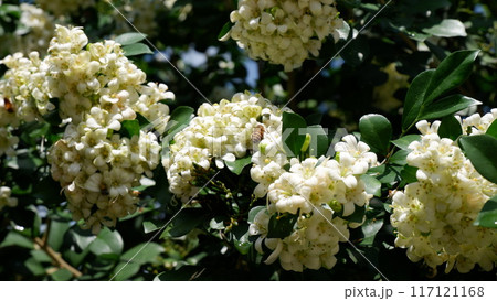 The bushes are blooming with white flowers and bees are flying around. The bushes are blooming with white flowers and bees are flying around. 117121168