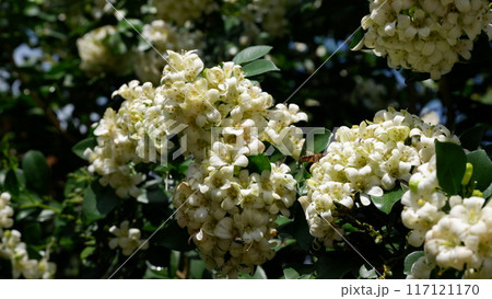 The bushes are blooming with white flowers and bees are flying around. The bushes are blooming with white flowers and bees are flying around. 117121170