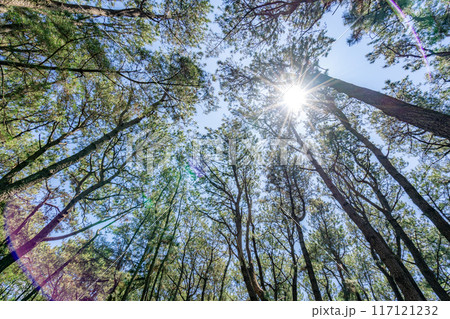 三保松原を見上げる　松林　光芒 117121232