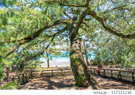 羽衣の松　三保松原　日本新三景　国の名勝 117121236