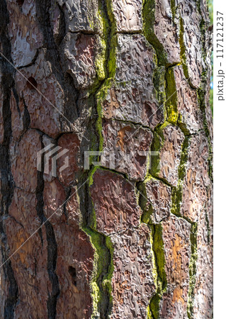 三保松原　松　古木　幹　樹皮 117121237