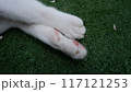 Cat arms on wet grass 117121253