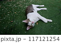 A white and tiger striped shorthaired domestic cat on a grass field. 117121254