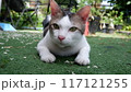 A white and tiger striped shorthaired domestic cat on a grass field. 117121255