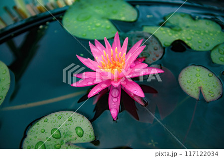 水面に浮かぶ睡蓮の花 水面に浮かぶ睡蓮の花 117122034