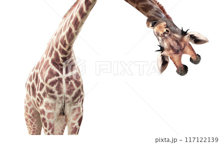 Giraffe face head hanging upside down. Curious giraffe peeks from above. Cute giraffe  with open mouth looks interested. Animal stares interestedly. Isolated on white background 117122139