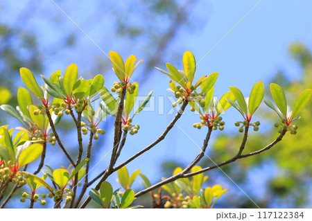 木斛(モッコク)の花のつぼみ 木斛(モッコク)の花のつぼみ 117122384