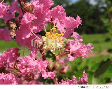 真夏に咲く「サルスベリ」の花 真夏に咲く「サルスベリ」の花 117122648