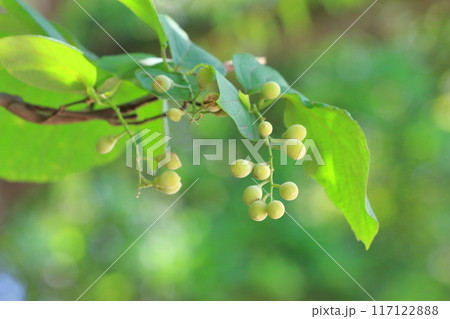 たくさん実をつけたハクウンボクの木 117122888