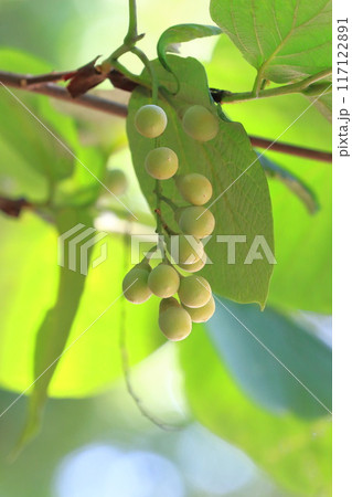 たくさん実をつけたハクウンボクの木 117122891