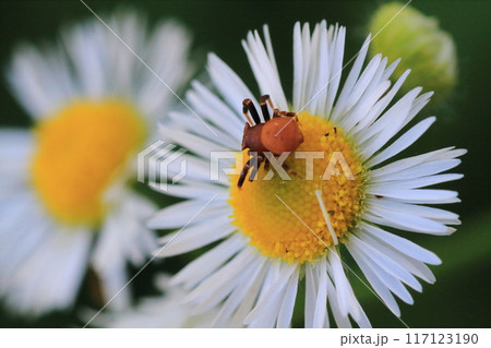 ヒメジョオン(姫女苑)の花の上で獲物を待つアヅチグモ(安土蜘蛛) ヒメジョオン(姫女苑)の花の上で獲物を待つアヅチグモ(安土蜘蛛) 117123190
