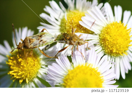 ヒメジョオン(姫女苑)の花の上で交尾するスカシヒメヘリカメムシ(透姫縁亀虫) ヒメジョオン(姫女苑)の花の上で交尾するスカシヒメヘリカメムシ(透姫縁亀虫) 117123519