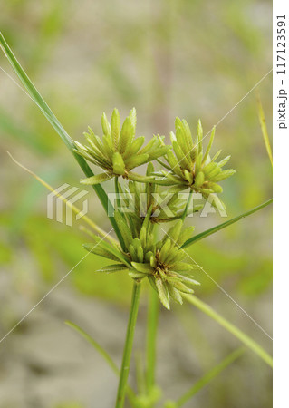 荒れ地にちょっと大きく目立つ「メリケンガヤツリ」...1 117123591