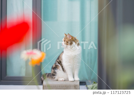 winter holiday and cat concept with british and scottish cat play at garden with flower background 117123725