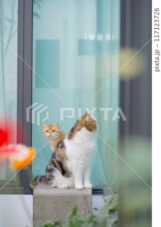 winter holiday and cat concept with british and scottish cat play at garden with flower background winter holiday and cat concept with british and scottish cat play at garden with flower background 117123726