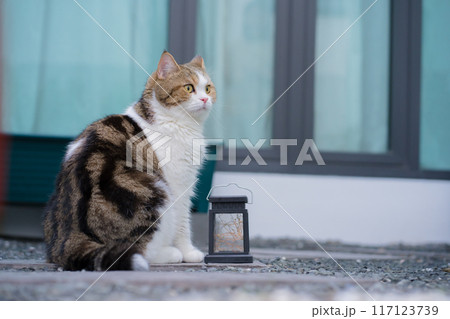 winter holiday and cat concept with british and scottish cat play at garden with flower background winter holiday and cat concept with british and scottish cat play at garden with flower background 117123739