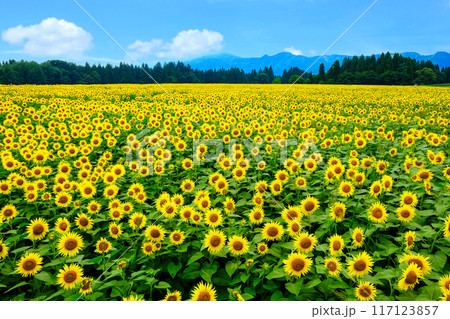 向日葵の花畑 向日葵の花畑 117123857