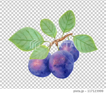 Plum fruit. Realistic branch with whole berries and leaves. Watercolor and markers illustration. Hand drawn isolated art. Botanical plant painting for food or juice packaging design. Culinary menu. Plum fruit. Realistic branch with whole berries and leaves. Watercolor and markers illustration. Hand drawn isolated art. Botanical plant painting for food or juice packaging design. Culinary menu. 117123999