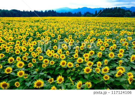 満開のひまわり畑 117124106