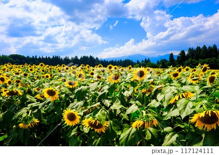 夏の向日葵畑 夏の向日葵畑 117124111