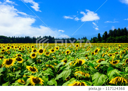 真夏のひまわり畑 117124368