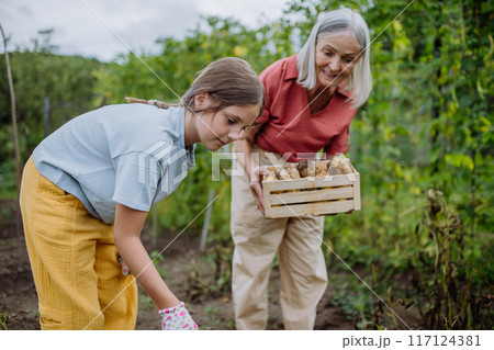 Portrait of grandmother with granddaughter harvesting potatoes in the middle of field. Intergenerational gardening. Portrait of grandmother with granddaughter harvesting potatoes in the middle of field. Intergenerational gardening. 117124381