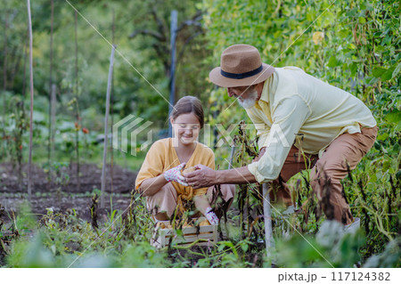 Portrait of grandfather with granddaughter harvesting potatoes in the middle of field. Intergenerational gardening. Portrait of grandfather with granddaughter harvesting potatoes in the middle of field. Intergenerational gardening. 117124382