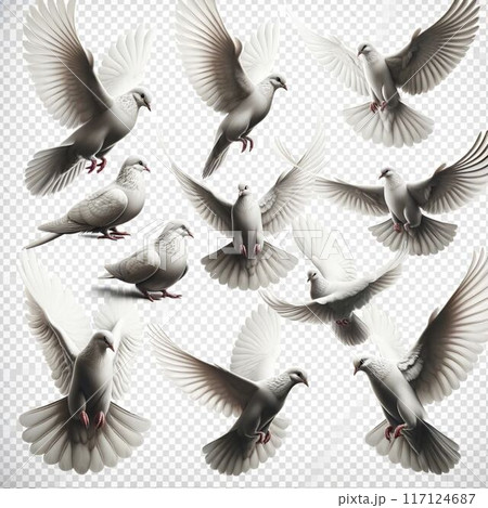 ハト（鳩） 117124687