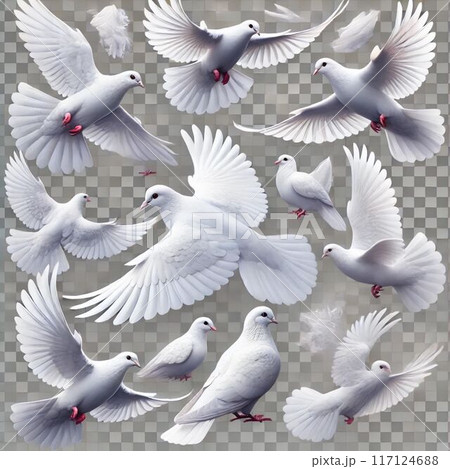 ハト（鳩） 117124688