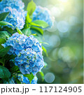 Lush blue hydrangea flowers in full bloom. 117124905
