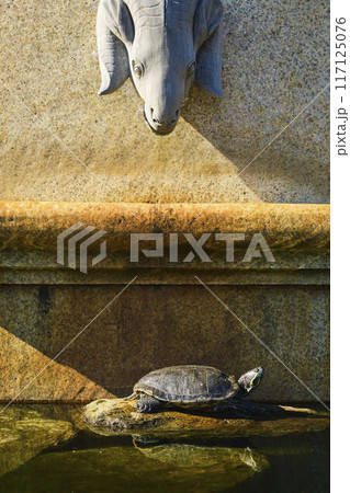 水に浮かぶ亀 117125076