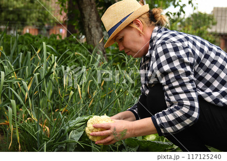 Woman farmer harvesting cabbage and cauliflower, cutting vegetables in the field. sitting farmer preparing harvest, woman in hat harvesting fresh cabbage Woman farmer harvesting cabbage and cauliflower, cutting vegetables in the field. sitting farmer preparing harvest, woman in hat harvesting fresh cabbage 117125240
