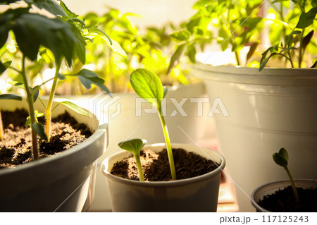 Seedling of cucumber and tomato plants on a sunny windowsill. Small plants growing in paper cups on windowsill. indoor plant growth Seedling of cucumber and tomato plants on a sunny windowsill. Small plants growing in paper cups on windowsill. indoor plant growth 117125243