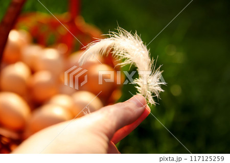 Close-up of a white feather against a farm chicken background. In the scene, chicken eggs are placed in a wooden basket on green nature grass. The backdrop emphasizes organic food 117125259