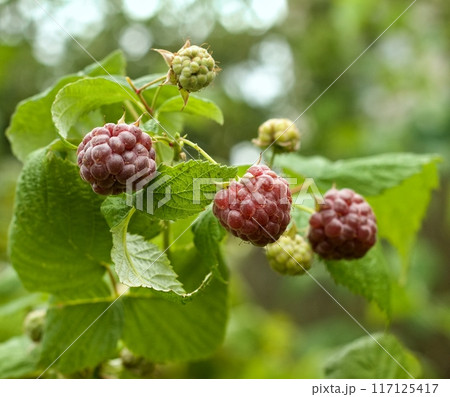 Branch with purple raspberries, lat. Rubus hybridus Glen Coe in the garden. Branch with purple raspberries, lat. Rubus hybridus Glen Coe in the garden. 117125417