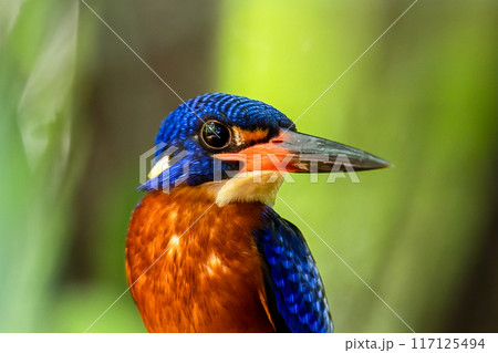 The beauty of kingfishers in nature in Thailand. The beauty of kingfishers in nature in Thailand. 117125494