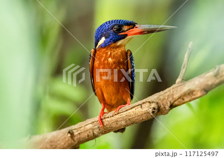 The beauty of kingfishers in nature in Thailand. 117125497
