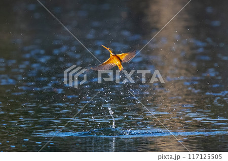 The beauty of kingfishers in nature in Thailand. The beauty of kingfishers in nature in Thailand. 117125505