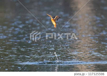 The beauty of kingfishers in nature in Thailand. The beauty of kingfishers in nature in Thailand. 117125506