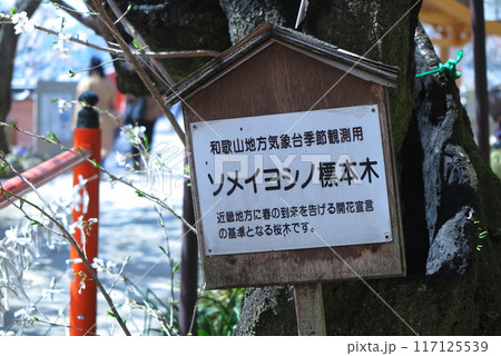桜の季節の紀三井寺（和歌山県）、境内のソメイヨシノ標本木 117125539