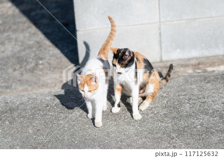 毛色の違う仲良しな猫の親子 117125632