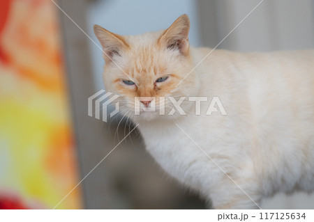 見つめる猫 117125634