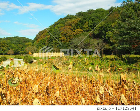 涸れた蓮池のある晩秋の21世紀の森と広場風景 117125641