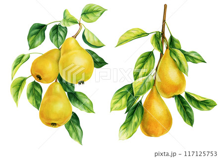 Pear set, fruit on branch green leaves isolated, botanical watercolor clipart, fall clipart, yellow bright juicy fruits 117125753